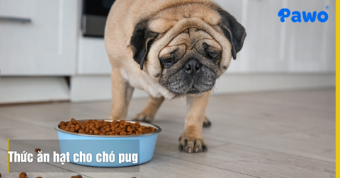 Cách Chọn Thức Ăn Hạt Cho Chó Pug Giúp Cún Kiểm Soát Cân Nặng
