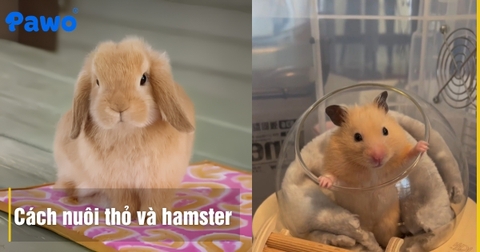 Cách nuôi thỏ và hamster thẩm mỹ cho căn hộ