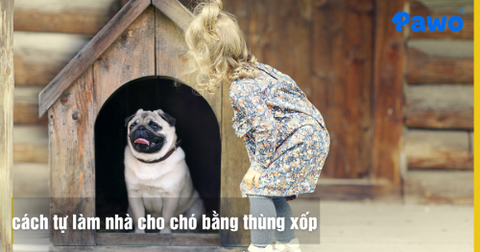 Hướng dẫn cách tự làm nhà cho chó bằng thùng xốp