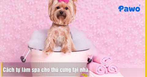 Cách tự làm spa cho thú cưng tại nhà: Đơn giản, tiết kiệm mà hiệu quả