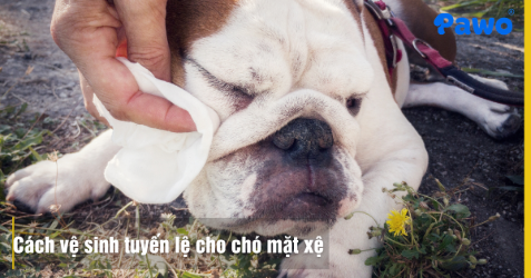 Cách vệ sinh tuyến lệ cho chó mặt xệ tránh bị ố vàng lông