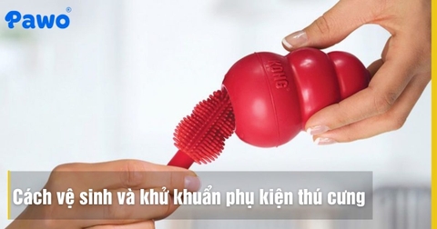 Cách vệ sinh và khử khuẩn phụ kiện thú cưng tránh lây nhiễm nấm