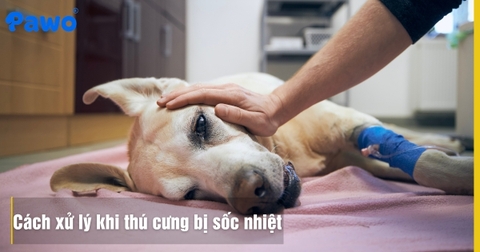 Cách xử lý khi thú cưng bị sốc nhiệt trong mùa nóng