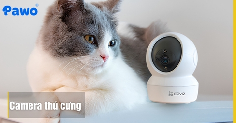 Camera giám sát thú cưng: Những tính năng cần để theo dõi Boss