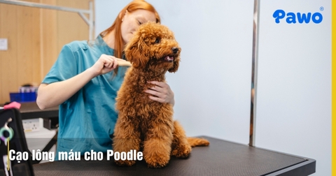Khi nào cần cạo lông máu cho Poodle