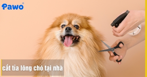 Hướng dẫn cắt tỉa lông chó tại nhà cực đơn giản