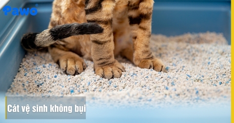 Cát Vệ Sinh Không Bụi Cho Mèo: Giải Pháp Bảo Vệ Hệ Hô Hấp Boss