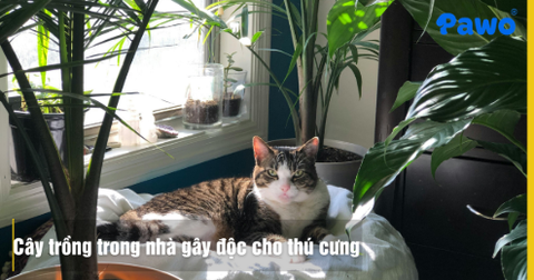 Những loại cây trồng trong nhà gây độc cho thú cưng cần tránh