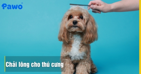 Chải lông cho thú cưng: 5 bước đơn giản tại nhà