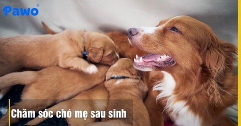 Chăm sóc chó mẹ sau sinh: Chế độ ăn giúp nhiều sữa, nhanh hồi phục
