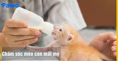 Chăm sóc mèo con mất mẹ trong 1 tháng đầu đời