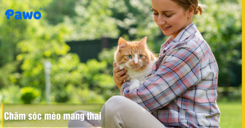 Chăm sóc mèo mang thai: Từ thực đơn đến chuẩn bị ổ đẻ