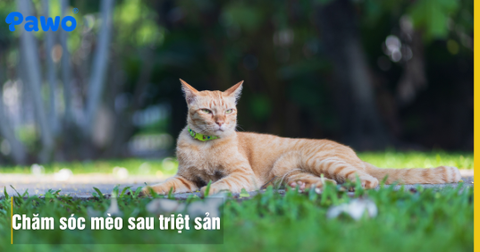 Cách chăm sóc mèo sau triệt sản giúp vết thương mau lành