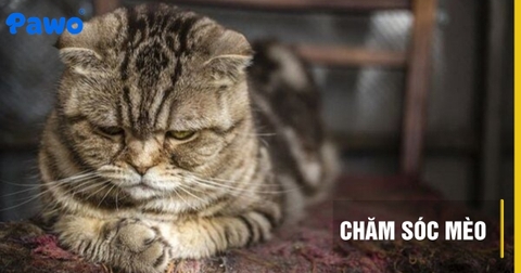 Stress ở mèo: Dấu hiệu nhận biết và cách giải tỏa tâm lý