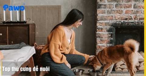 Top 5 giống thú cưng dễ nuôi cho người bận rộn: Đặc điểm dinh dưỡng và vận động