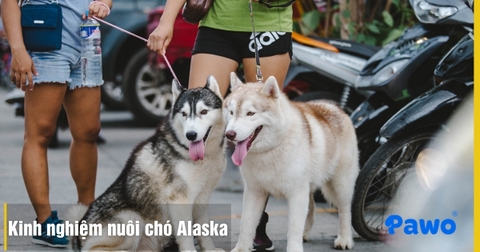 Kinh nghiệm nuôi chó Alaska cho người mới