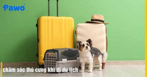 Chăm sóc thú cưng khi đi du lịch: Hướng dẫn “Sen” chi tiết