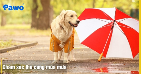 Chăm sóc thú cưng mùa mưa: Cách phòng bệnh hô hấp