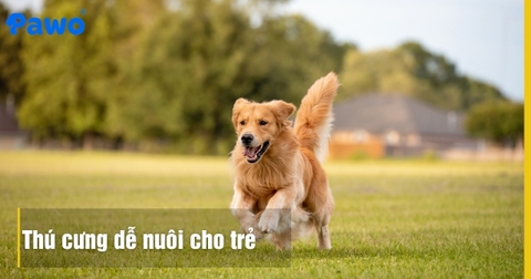 Nuôi thú cưng cho trẻ em: Những loài hiền lành và an toàn nhất