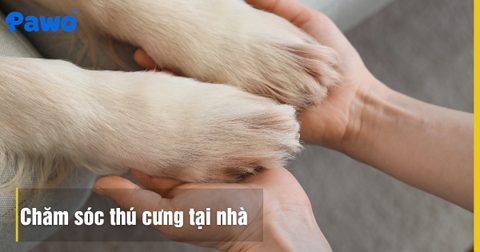 Cách chăm sóc móng và bàn chân cho chó tránh bị viêm kẽ