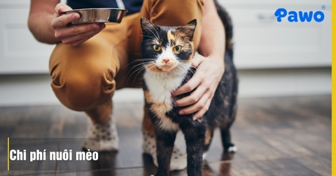 Chi phí nuôi mèo mỗi tháng là bao nhiêu?
