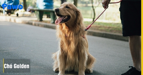 Review giống chó Golden Retriever: Người bạn trung thành