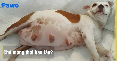 Thời Gian Chó Mang Thai Bao Lâu? Chăm Sóc Chó Mẹ Mang Thai