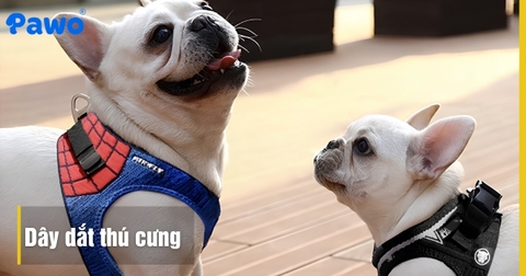 Cách chọn dây dắt và đai yếm (Harness) an toàn cho chó đi dạo