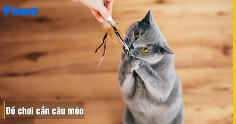 Đồ Chơi Cần Câu Mèo: Mẹo Giúp Boss Vận Động Giảm Béo Tốt Nhất