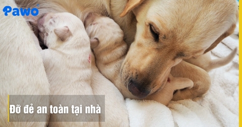 Dấu hiệu chó sắp đẻ và quy trình đỡ đẻ an toàn tại nhà