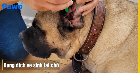 Dung Dịch Vệ Sinh Tai Chó: Cách Dùng Tránh Viêm Tai Và Khử Mùi Hôi