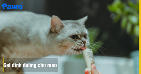 Gel Dinh Dưỡng Cho Mèo: Khi Nào Cần Bổ Sung Và Loại Nào Tốt?