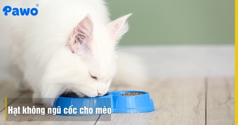 Hạt Không Ngũ Cốc Cho Mèo (Grain Free): Có Thực Sự Tốt Cho Hệ Tiêu Hóa?