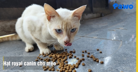 Review Hạt Royal Canin Cho Mèo: Bảng Giá Và Cách Chọn Theo Độ Tuổi