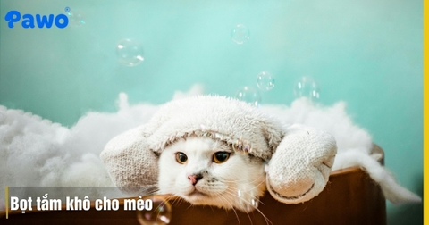 Hướng Dẫn Dùng Bọt Tắm Khô Cho Mèo Sạch Mùi Không Cần Nước