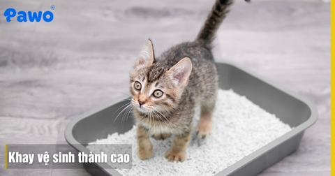 Khay Vệ Sinh Thành Cao Cho Mèo: Chống Bắn Cát Ra Nhà Triệt Để
