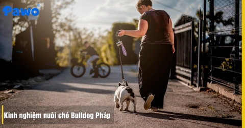 Kinh nghiệm nuôi chó Bulldog Pháp: Chăm sóc đúng cách