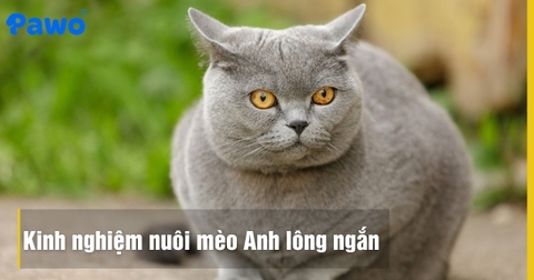 Kinh nghiệm nuôi mèo Anh lông ngắn từ A-Z cho người mới