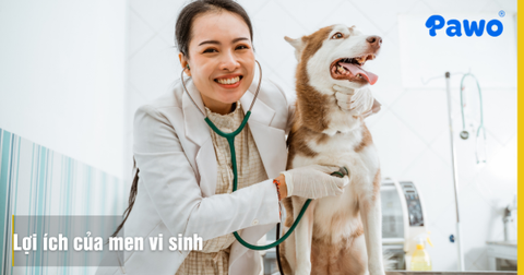 Lợi ích của men vi sinh (Probiotics) cho hệ tiêu hóa thú cưng