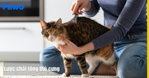 Cách chọn lược chải lông thú cưng chuyên dụng cho từng loại lông