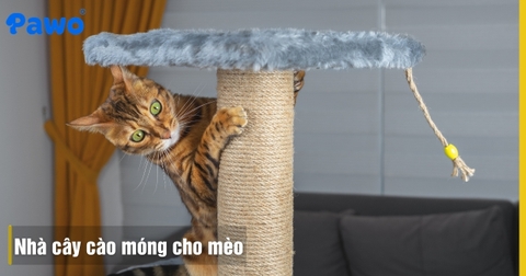 Mẫu Nhà Cây Cào Móng Cho Mèo Giá Rẻ Đẹp Cho Căn Hộ TPHCM