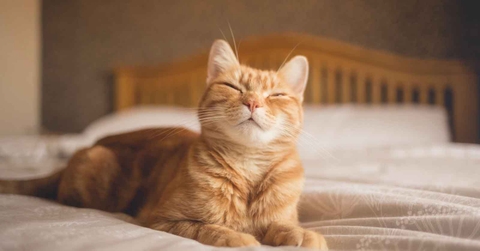 'Cái nết mèo cam' lý giải qua bí ẩn di truyền