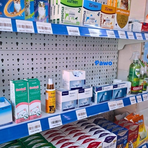 Mèo bị rụng lông nhiều: Nguyên nhân và cách khắc phục tận gốc từ chuyên gia