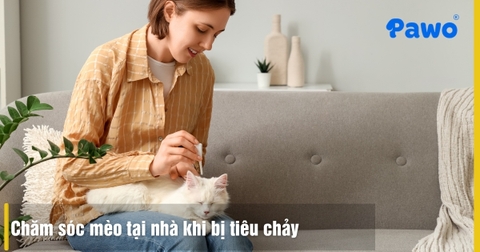 Mèo bị tiêu chảy nên làm gì? 5 cách xử lý hiệu quả tại nhà