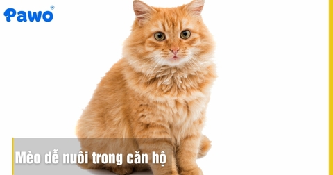 Top 5 giống mèo dễ nuôi trong căn hộ