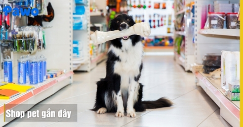 Gợi Ý Địa Chỉ Shop Pet Gần Đây, Nhanh Chóng