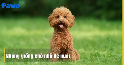 Những giống chó nhỏ dễ nuôi, thông minh và ít rụng lông
