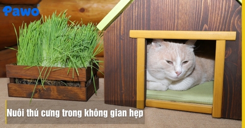 Nuôi thú cưng trong không gian hẹp: Mẹo sắp xếp đồ đạc gọn gàng