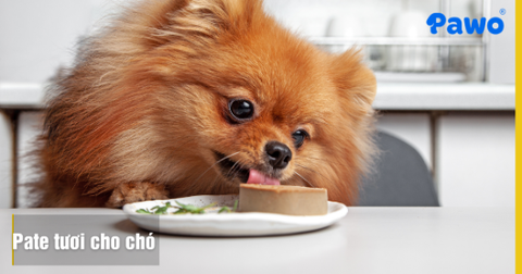 Pate Tươi Cho Chó: Lợi Ích Dinh Dưỡng Và Cách Bảo Quản Chuẩn