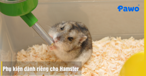 Phụ kiện dành riêng cho Hamster: Những món đồ cơ bản cần có